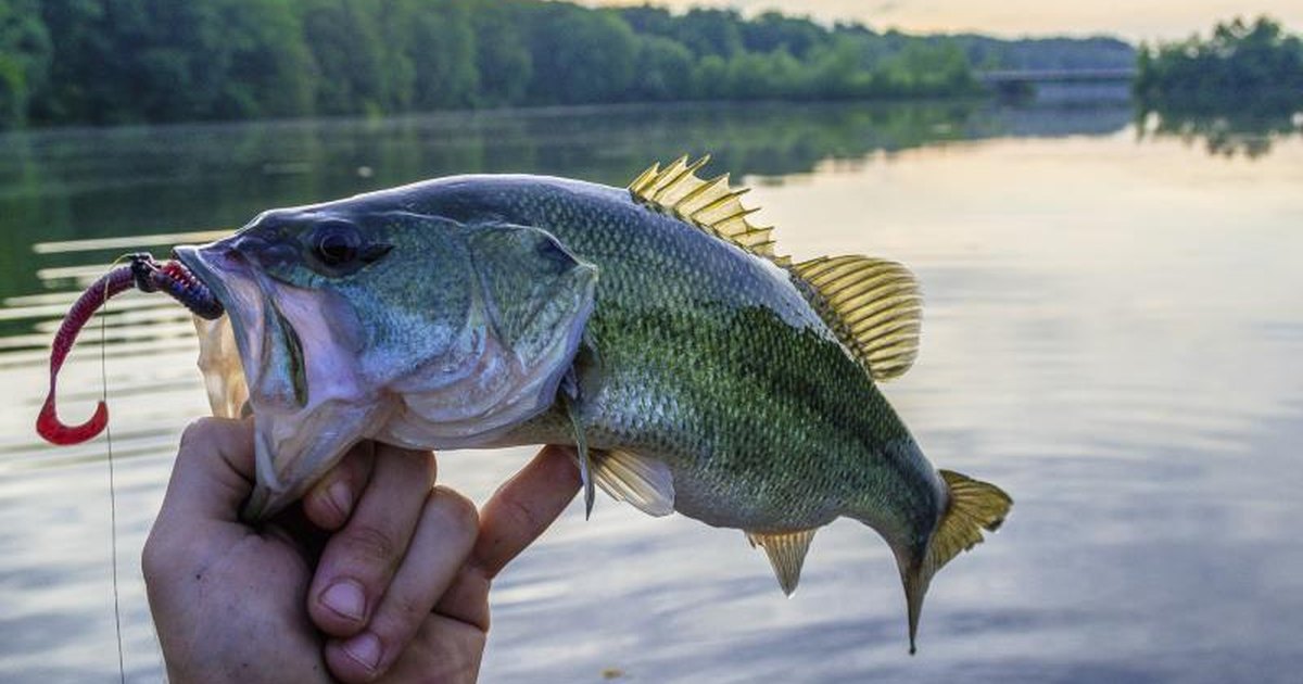 The Best Bass Fishing Lakes in Ohio | LIVESTRONG.COM