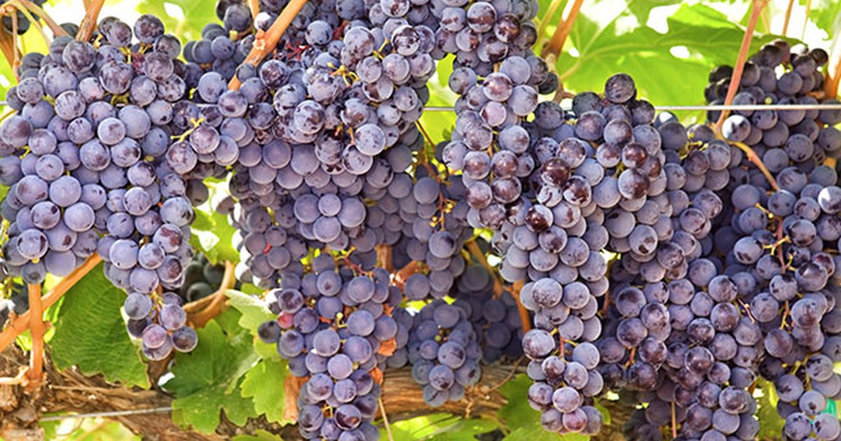 Grapes Diet Lose Weight