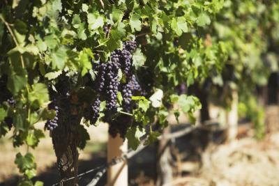 What Are the Health Benefits of Black Seedless Grapes?
