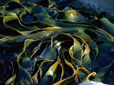 Kelp Supplement Weight Loss