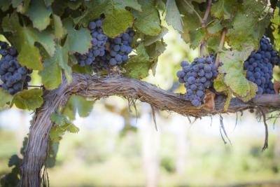 What Are the Health Benefits of Black Seedless Grapes?