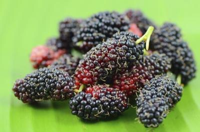 What are the side effects of mulberry zuccarin?