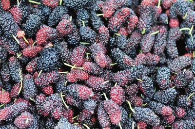 What are the side effects of mulberry zuccarin?