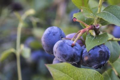 The Health Benefits of Grapes & Blueberries