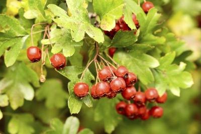What are the side effects of hawthorn berry?