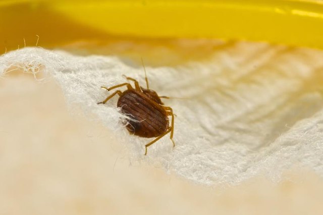 Bedbug Bite Treatment, Pictures, Signs & Removal