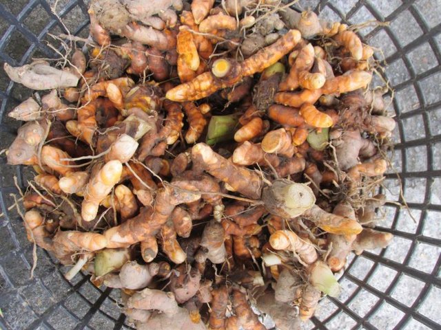 What Does the Herb Turmeric Do?