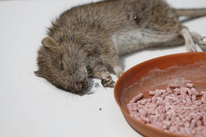 Image result for poisoned rat