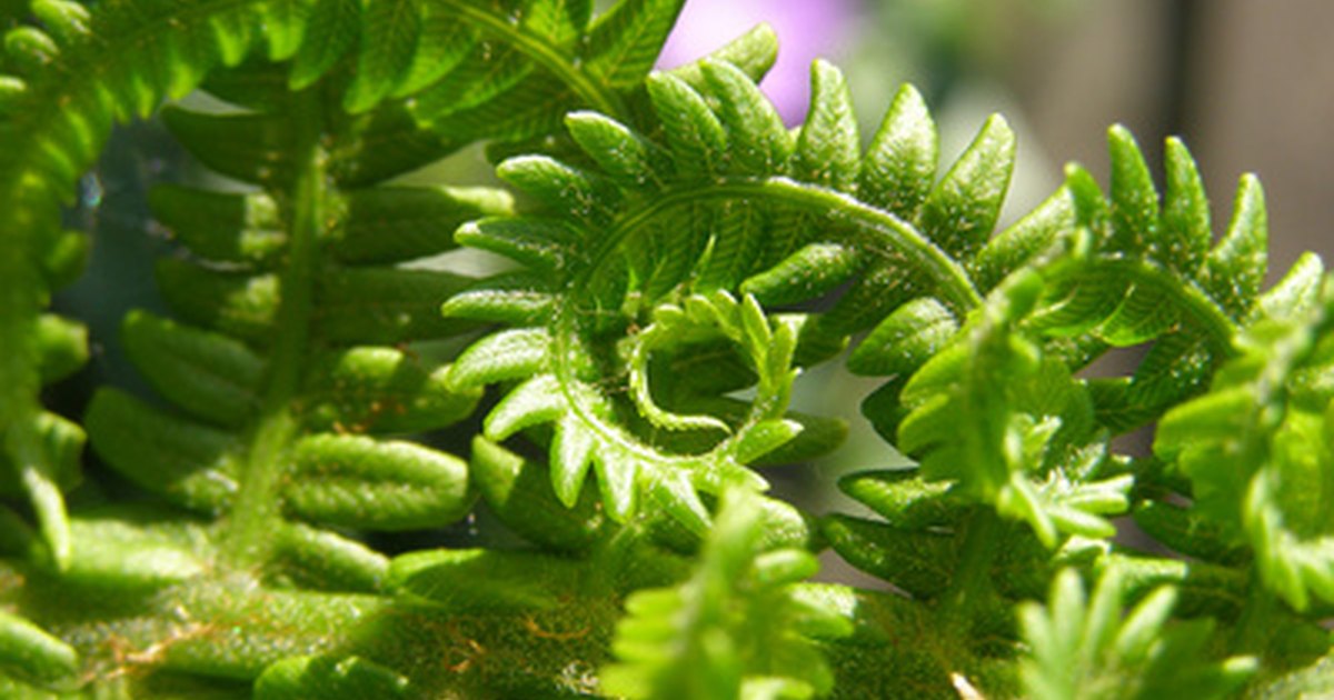 Fern Plants that are Not Poisonous to Children