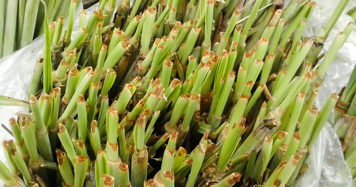 Can You Eat Raw Lemongrass? | LIVESTRONG.COM Can You Weed Eat In The Rain