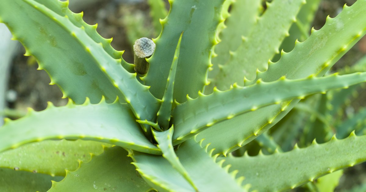 How to Eat Raw Aloe | LIVESTRONG.COM
