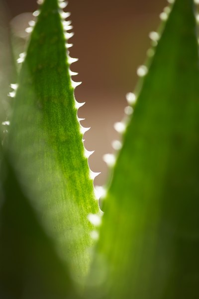 Can You Drink Aloe Vera Juice When Taking Coumadin ...