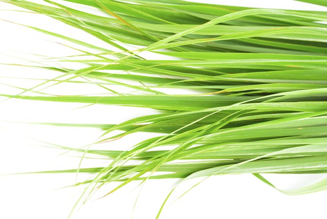 What Are the Health Benefits From Drinking Fever Grass Tea?