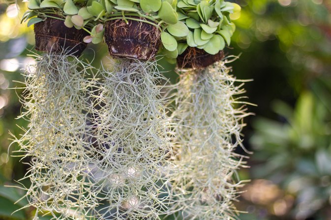 What Are the Benefits of Spanish Moss? | LIVESTRONG.COM