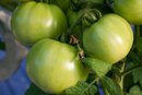 Can Eating Tomatoes Upset Your Stomach? | LIVESTRONG.COM