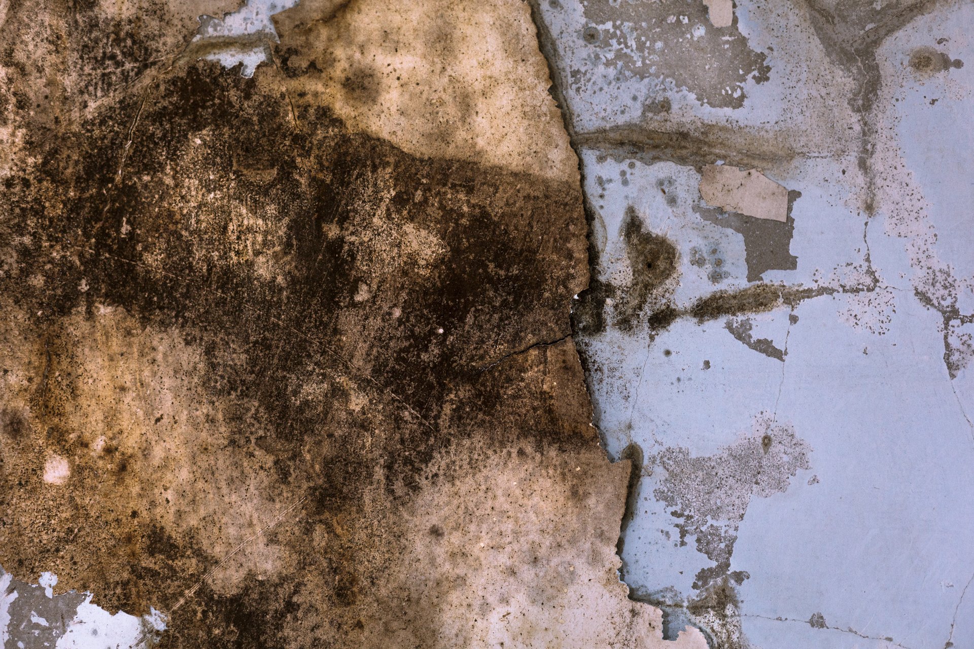 What Are The Dangers Of Mold In A Basement LIVESTRONGCOM